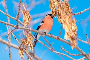 A bullfinch bird (male) sits on a branch of an ash tree feeding on dry seeds.