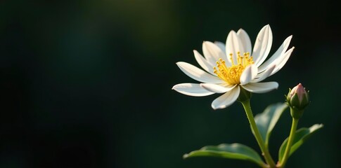 Sunlit white Calytrix tetragona flowers contrasted against a dark backdrop,  beauty,  flora