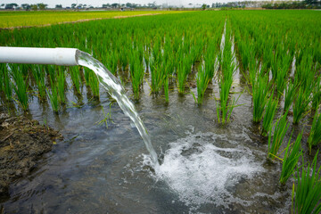 Irrigation of rice fields using pump wells with the technique of pumping water from the ground to...