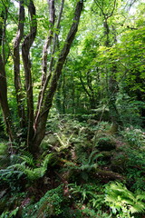 wild spring forest in the mild sunlight