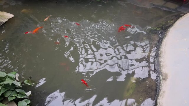 Koi and fish in a lake