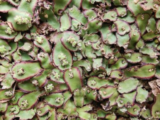 Cliff Waxwort, Plagiochasma rupestre or Liverwort