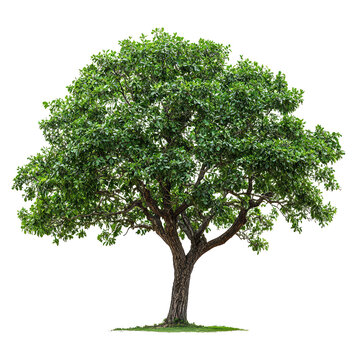A Pecan Tree png sturdy pecan tree png lush pecan tree png vibrant pecan tree png natural pecan tree png transparent background image