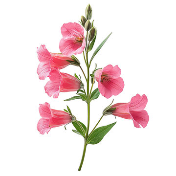 A Penstemon Flower png delicate penstemon flower png vibrant penstemon flower png elegant penstemon flower png artistic penstemon flower png transparent background image