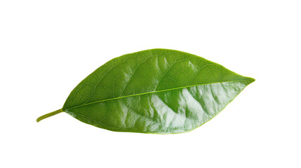 Obraz premium Fresh green leaf isolated on white background, leaves, grass, nature photography, png