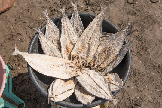 Verity of fishes for sale at Harnai port, Fish market, Dapoli, Ratnagiri, Kokan, Maharashtra, India. 