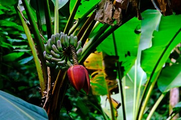 Banana blossom (banana heart) is a fleshy, purple-skinned flower, shaped like a tear, which grows at the end of a banana fruit cluster.