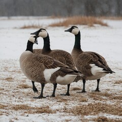 "A pair of geese walking together against a plain white background."



