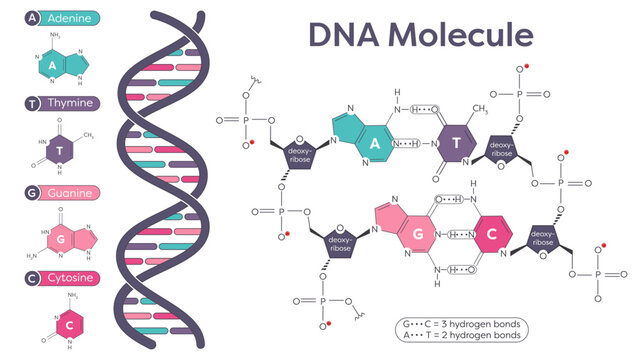 DNA nucleotide and phosphate sugar bonds diagram