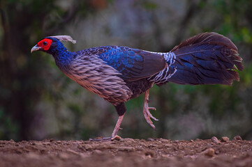 Kalij pheasant bird in its habitat. Close up, selective focus.	