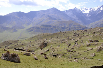 A pack horse navigates a rocky mountain path, carrying supplies and gear across rugged terrain under bright sunlight. 2 pack horses are grazing on the mountainside