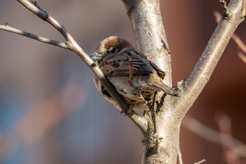 portrait of a sparrow on a tree branch close up