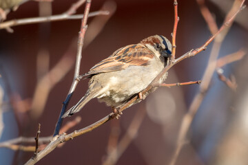 portrait of a sparrow on a tree branch