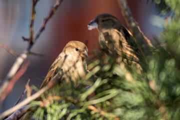 sparrows on a pine branch