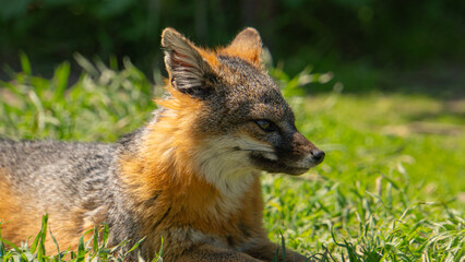 Red Fox in the Channel Islands National Park