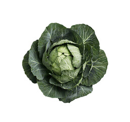 Fototapeta premium Fresh green cabbage head, isolated on transparent cutout background