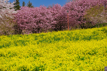 満開の赤城南面千本桜