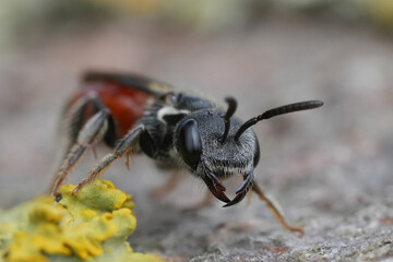 Closeup on a colorful red cleptoparasite Box-headed bloodbee, Sphecodes monilicornis