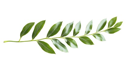 Fototapeta premium Vibrant Green Leaf with Glossy Surface on White Background