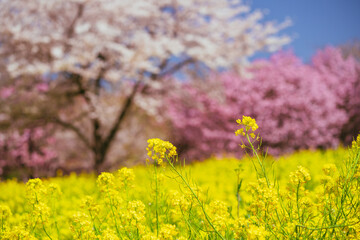 満開の赤城南面千本桜