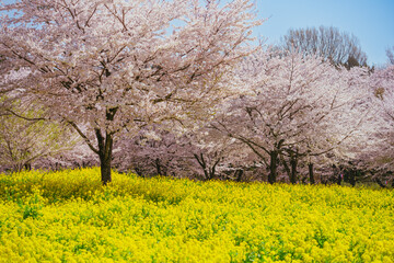 満開の赤城南面千本桜