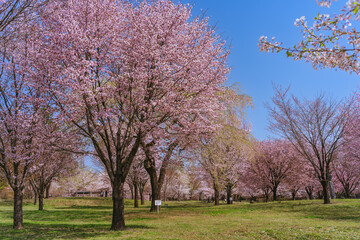 Obraz premium 満開の赤城南面千本桜
