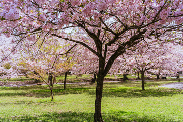 満開の赤城南面千本桜