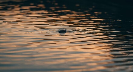 Golden Hour Water Drop Ripple Serene Lake Surface Calm Water Texture