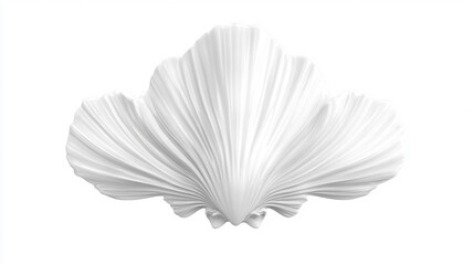 White elegant sea jacobean scallop shel
