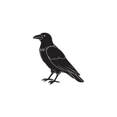 Obraz premium Blackbird or crow isolated on a white background