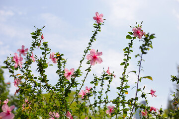 Hibiscus flowers bloom beautifully amidst lush green foliage. A vibrant display of tropical flora