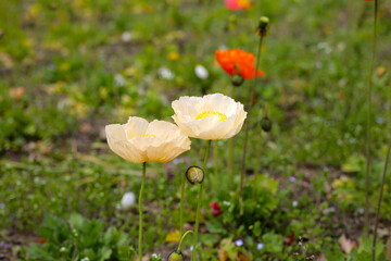 Beautiful poppy flower garden. The Expo 70 Commemorative Park, Osaka, Japan
