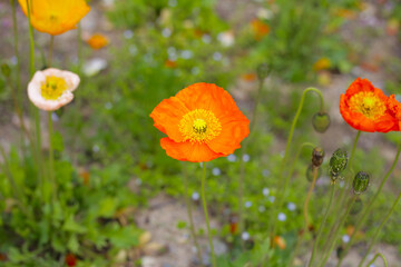 Beautiful poppy flower garden. The Expo 70 Commemorative Park, Osaka, Japan
