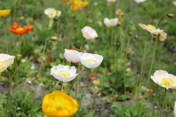 Beautiful poppy flower garden. The Expo 70 Commemorative Park, Osaka, Japan