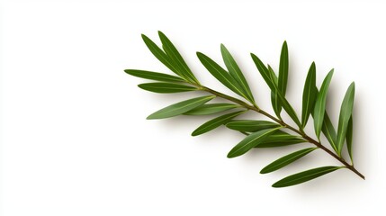 Obraz premium Vibrant Green Leaves Branch Isolated on White Background Perfect for Nature Designs