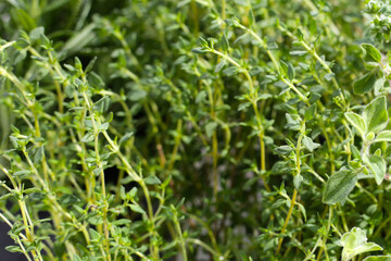Fresh thyme with herbs in the garden