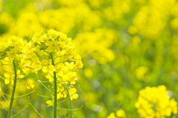 Obraz premium 黄色い菜の花畑