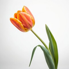 Single Orange Tulip on White Background