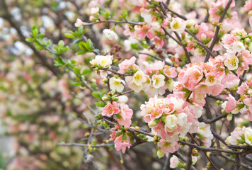 春に咲くピンクの木瓜(ボケ)の花2