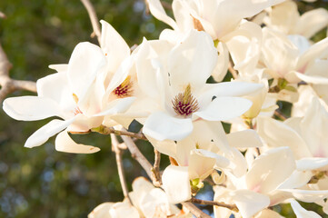 夕景のハクモクレンの花