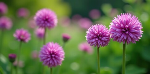 Obraz premium Vibrant purple Allium Globemaster plant with spherical flower heads in full bloom, nature, perennial