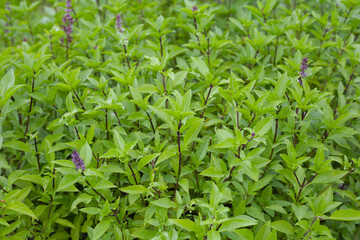 Thai sweet basil herb plant