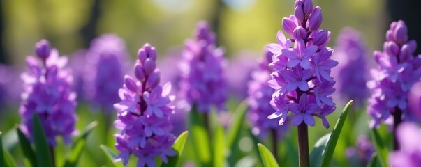 Naklejka premium Vibrant purple Hyacinth (Hyacinthus orientalis) flowers blooming in spring garden, garden, purple