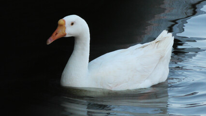 Goose bird swimming in the lake