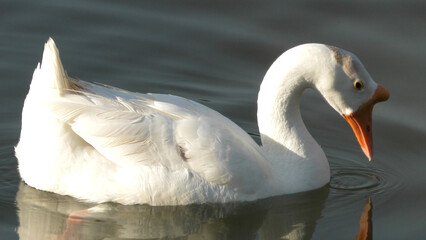 Goose bird swimming in the lake