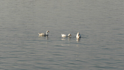 Goose birds swimming in the lake