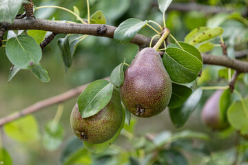 Pears on tree