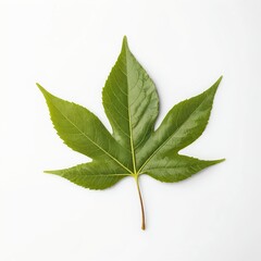 Fototapeta premium Single Green Leaf Isolated on White Background