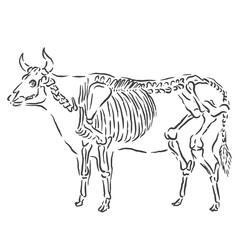 vector illustration of a cow or bull with a bone skeleton shape.eps