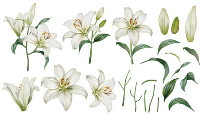 Vector element of White Lily flower hand draw watercolor.